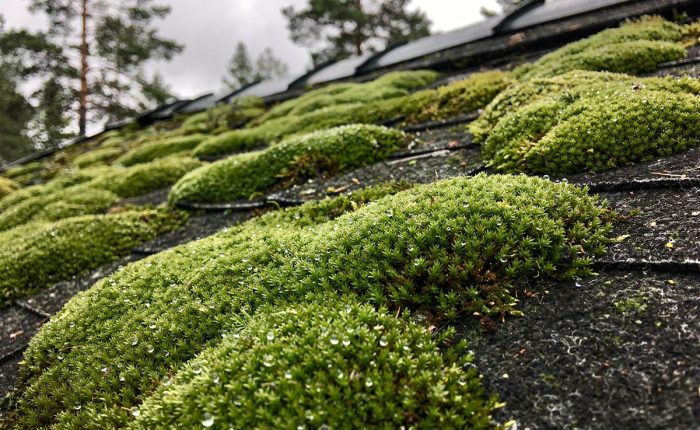 sammaleenpoisto huopakatolta