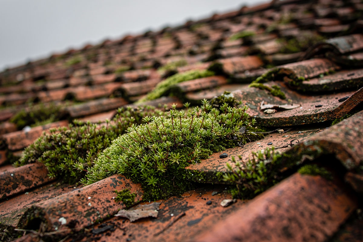 Sammaleenpoisto tiilikatolta